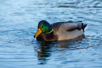 Duck on the lake