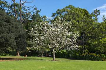 Beautiful nature in Botanic garden Sydney.