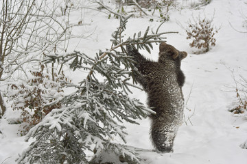 Jungbär im Schnee