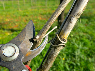 Vine prunning season
