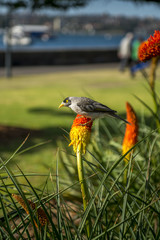 Beautiful nature in Botanic garden Sydney.