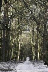 Fototapeta na wymiar ein einsamer Weg führt durch einen kalten Hochwald