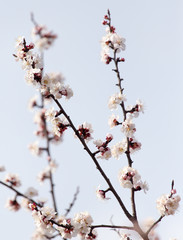 beautiful flowers on a tree in spring