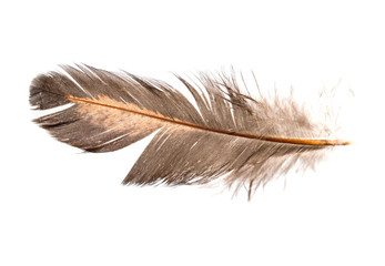 Fototapeta na wymiar feather on a white background