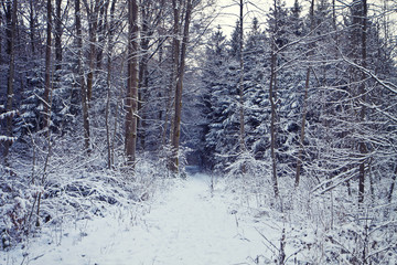 winter path covered by snow in the  Bavarian woods