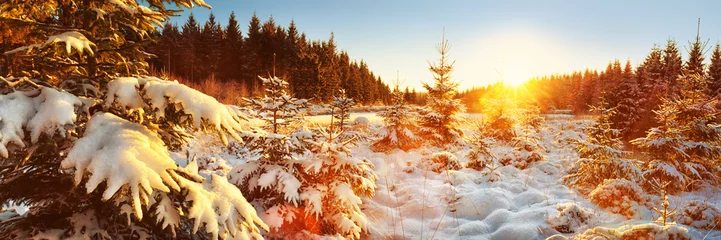 Zelfklevend Fotobehang Winterboslandschap Panorama, Duitsland © Ingo Bartussek