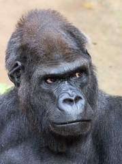Portrait of a male Western gorilla