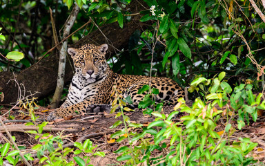 Fototapeta na wymiar Close up of a Jaguar in the bush