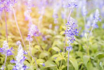 Lavender bushes and yellow sun light.