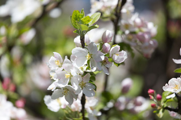flowers on the fruit tree in nature