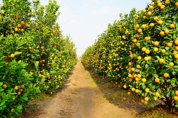 Fototapeta na wymiar Growing Tangerines at Hanoi