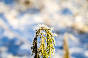 leaves covered with ice crystals in winter