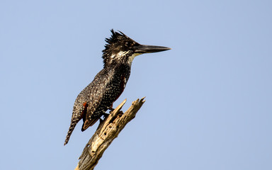 Giant kingfisher perched on a branch