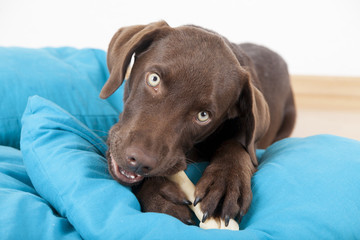 Labrador Welpe frisst einen Knochen