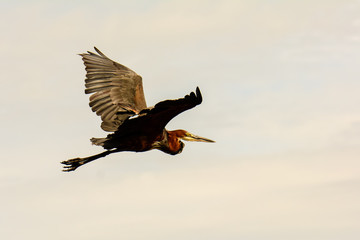 Goliath heron flight