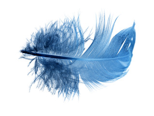 blue feather on a white background