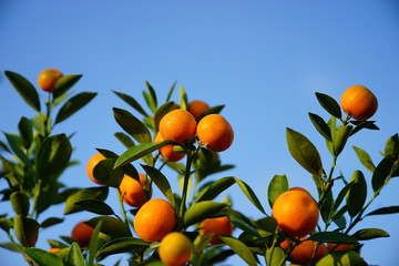 Growing Tangerines at Hanoi