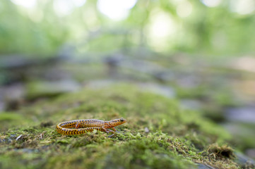 Long Tailed Salamander
