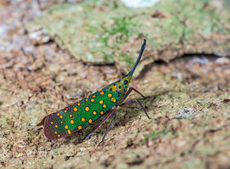 Saiva gemmata(Westwood, 1848), The colorful cicada on tree, Khao yai national park, Thailand