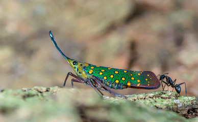 Saiva gemmata(Westwood, 1848), The colorful cicada on tree, Khao yai national park, Thailand