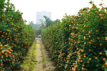 Growing Tangerines at Hanoi