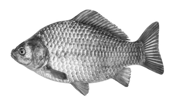 Fish crucian carp, isolated on white background