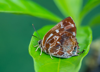 Silver-streak Blue(Iraota timoleon) , A Maroon butterfly on Leaves and green background