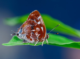 Fototapeta na wymiar Silver-streak Blue(Iraota timoleon) , A Maroon butterfly on Leaves and green background