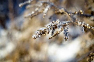 frozen plants grown with ice crystals