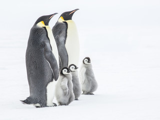 Emperor penguins on the frozen Weddell Sea © Roger