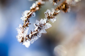 frozen plants grown with ice crystals