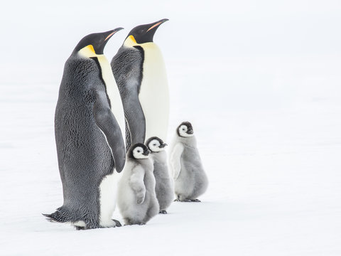 Emperor penguins on the frozen Weddell Sea
