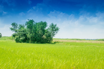 Beautiful rural landscape of Paddy field