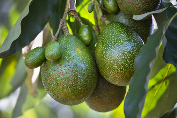 Avocados on a tree, Kenya