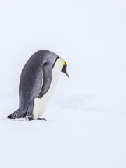Emperor penguins on the frozen Weddell Sea