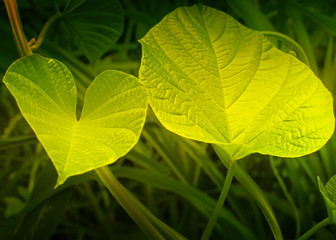 Texture of green leaves