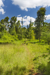 Obraz premium Karura Forest Path, Nairobi, Kenya