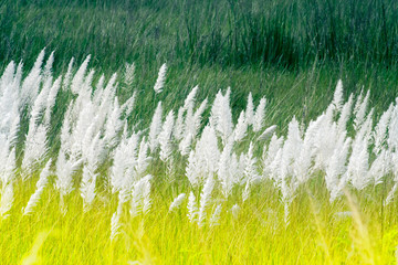Kans grass , Saccharum spontaneum, Kolkata, West Bengal, India