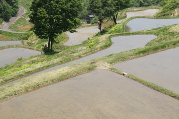 松の山棚田　新潟県