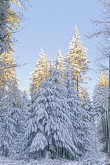 snow covered forest © electricmango