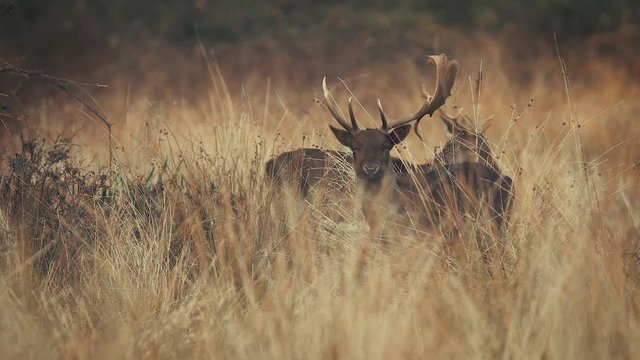 Coppia di cervi nella natura