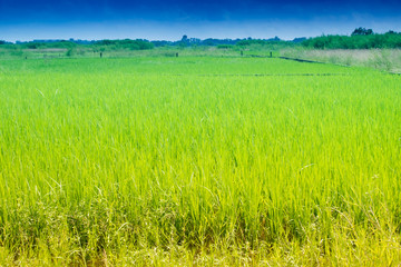 Beautiful rural landscape of Paddy field, blue sky , Howrah, West Bengal, India