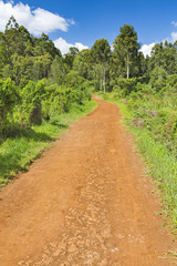 Fototapeta na wymiar Red Karura Forest Road, Nairobi, Kenya