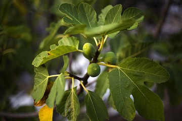 Organic fig tree in Dalmatia, Croatia