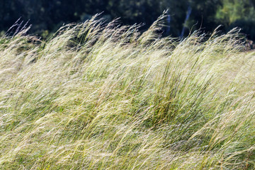 Feather hairlike ( lat. Stipa capillata)