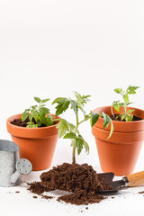 Young tomato seedling in a clay pot