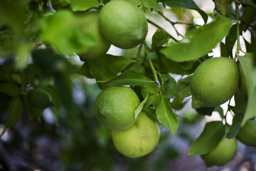 Green organic lemon tree in Ivan Dolac village, Hvar island - Croatia
