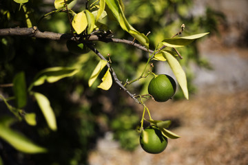 Green organic tangerine tree in Ivan Dolac village, Hvar island - Croatia