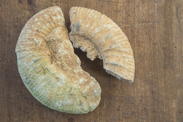 fossil on vintage wooden background