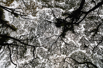 Beautiful silhouette view of tree consist of leaf and branch for background